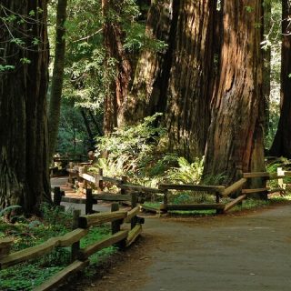 Muir Woods and Sausalito Tour (Half Day)