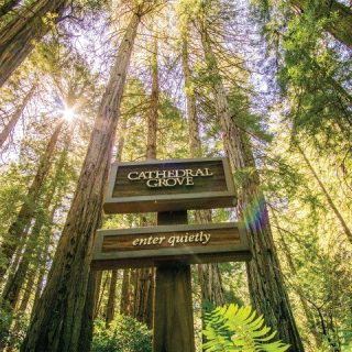 Muir Woods & Sausalito Tour + Hop-On Hop-Off Tour